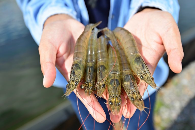 Aquaculture